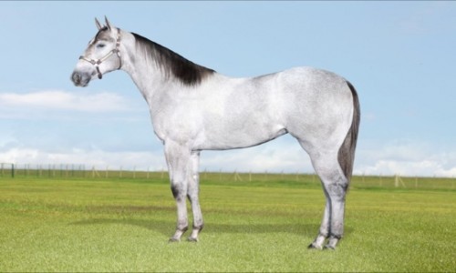 NEVASCA LOUISIANA HF 