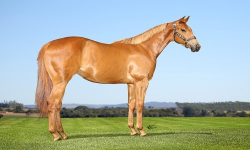 NORUEGA FANTASTIC NH 