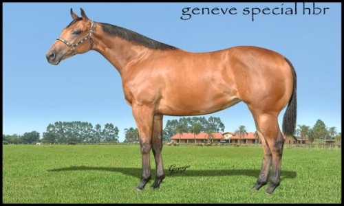 GENEVE SPECIAL HBR 