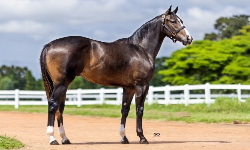 CLEVELAND CARTEL MRL 