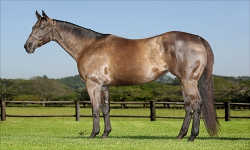 JAZIDA DA SHALAKO      (LIVRE ACASALAMENTO) 