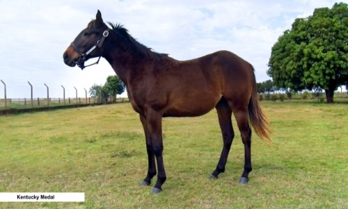 KENTUCKY MEDAL 