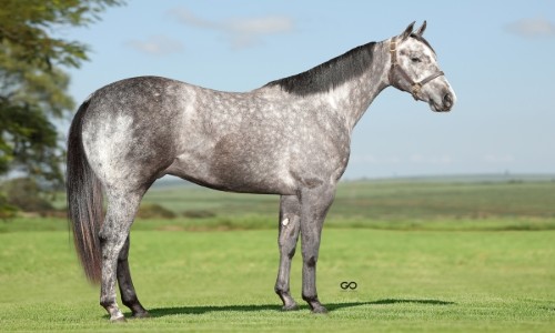 RUN LIKE AN EAGLE JM 