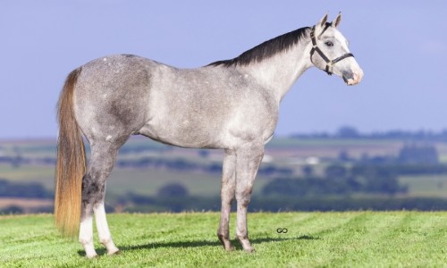 CHACRINHA STONE SJOR 