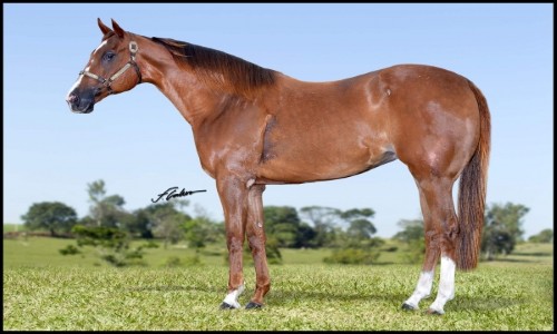 A - AMAZONAS APOLLO MRL 