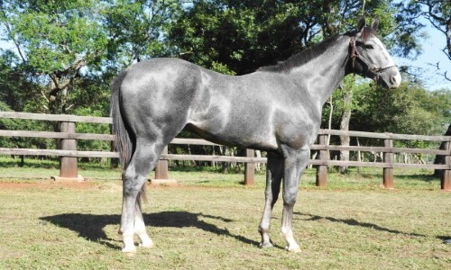 NN TIME QUICK RIALEX 