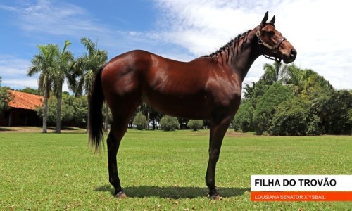 FILHA DO TROVAO 