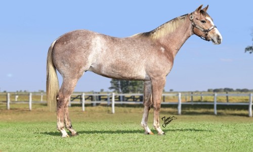 TRINITY FANTASTIC HF 