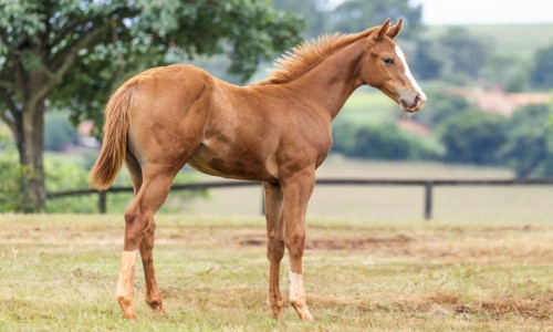 FAST FLOW HARMONY SV 