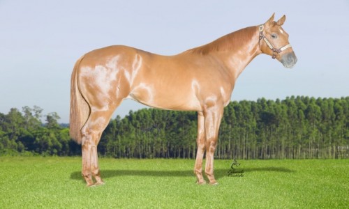 VITORIOSO DA SHALAKO 