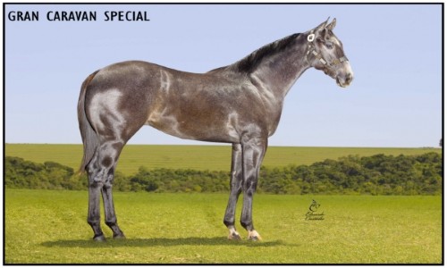 GRAND CARAVAN SPECIAL 
