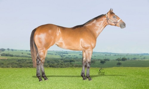 FANTASTIC FURACÃƒO 