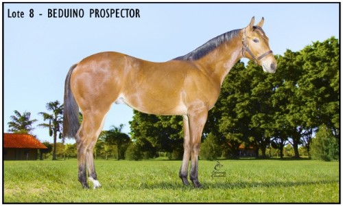 BEDUINO PROSPECTOR 