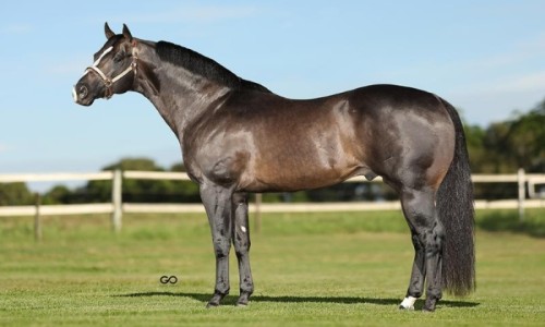 VENDA DE COBERTURA - DASHIN DREAMS 