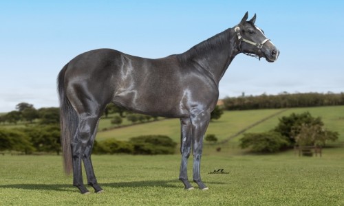 SAGRADA SENATOR SJOR 