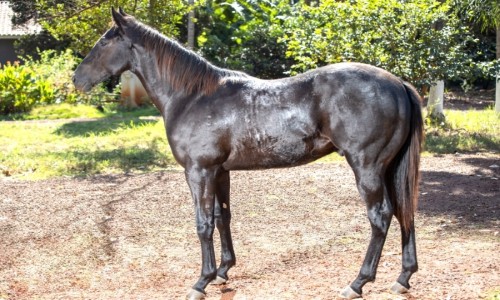 NN GUCCI GRANITE STM 