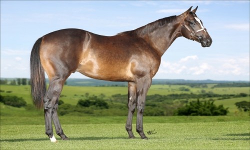 FILIPO FANTASTIC JQM 