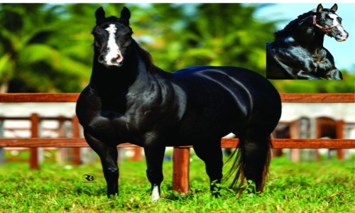 EMBRIÃO DANCE BRAK X LOCK TO LOAD 