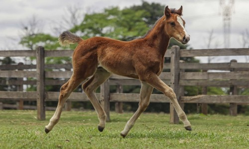 NN FIRST LADY STONE AD 
