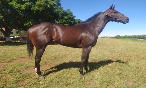 IMPIEDOSA DESIRIO AD 