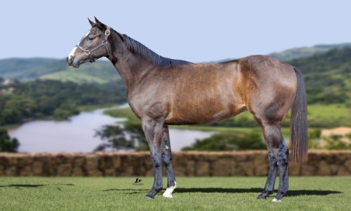 NEW KISSER TRACK HBR 