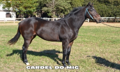 GARDEL DO MIG 