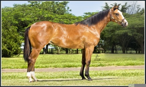 WORLD`S BEST CARNIVAL 