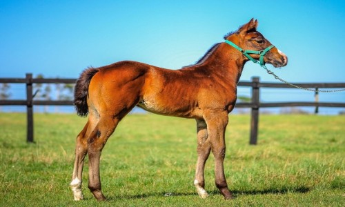 TAC IT LIKE A MAN X CONSTANCIA 