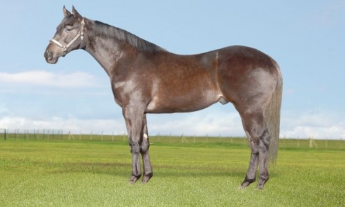 LOUISIANA SPECIAL NH 