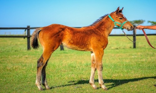 FANTASTIC CORONA JR X GANA DASH 