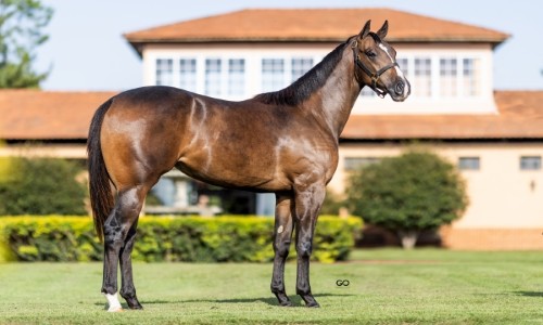 LOUISIANA CARTEL MRL 