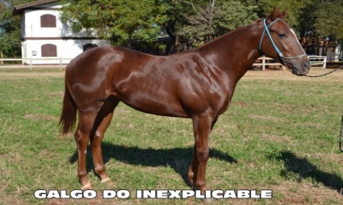 GALGO DO INEXPLICABLE 