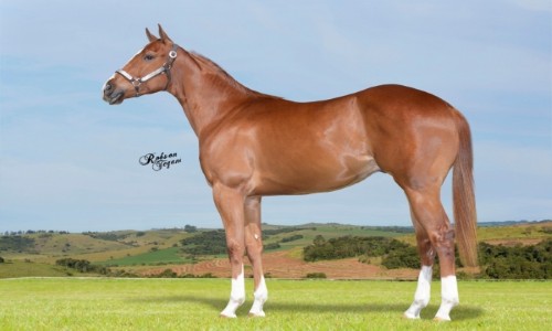 LAPIDARIO CORONA ERP 