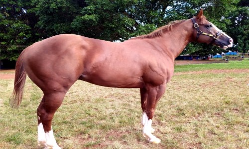 FOLK LAKE (MALAKO LOUCO) 