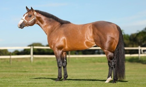 VENDA DE COBERTURA - EURICO FOR ME JQM 