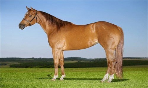 BLUE GIRLS ON FIRE (LIVRE ACASALAMENTO) 