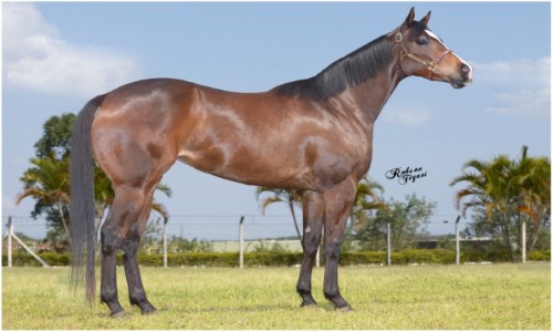 FANTASTIC JUMPIM MRL 