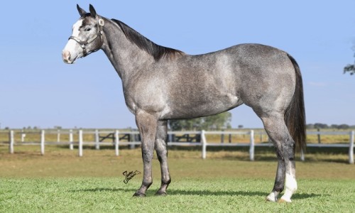 FALCATRUA SENATOR HF 