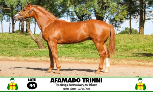 AFAMADO TRINNI 