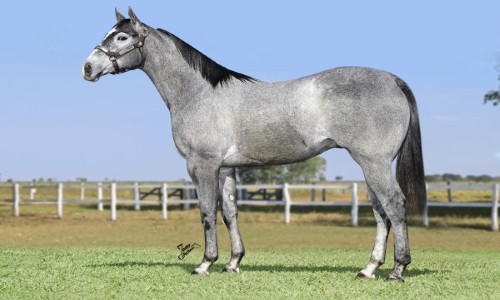 WIKING SEPARATIST HF 