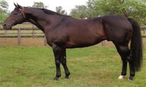 COBERTURA SPRING HALO 