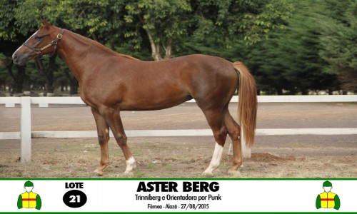 ASTER BERG 