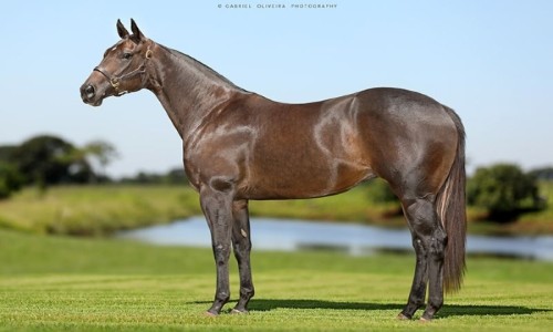 EMBRIAO MEKIMO REASON SA X PHANTERIZA PK 