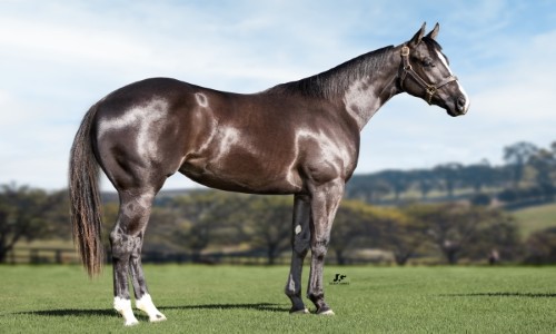 CORONA BLUE FISH SJOR 