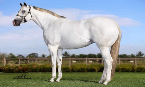 EMBRIÃƒO ONE FAMOUS EAGLE X BIRBA JUMP 