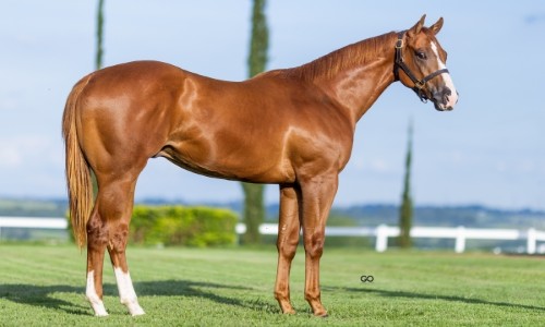 TENNESSEE CARTEL MRL 