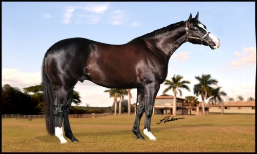 A REASON TO KISS GLR 