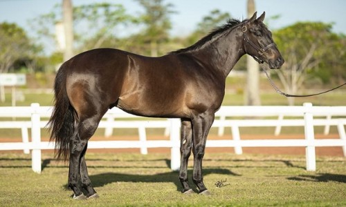 GRANITE AMAZON BRYAN 