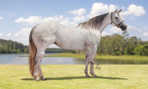 VENTRE DE FAVORITE MEG 