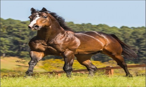 COBERTURA MEKIMO REASON SA 